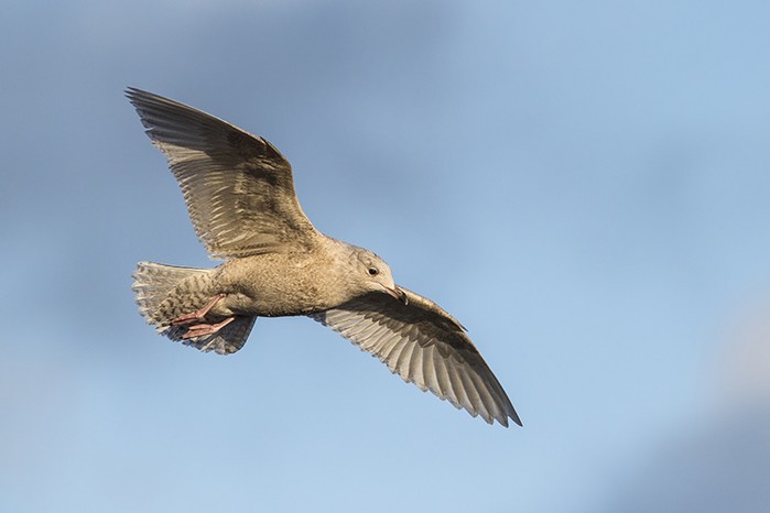 Iceland Gull
