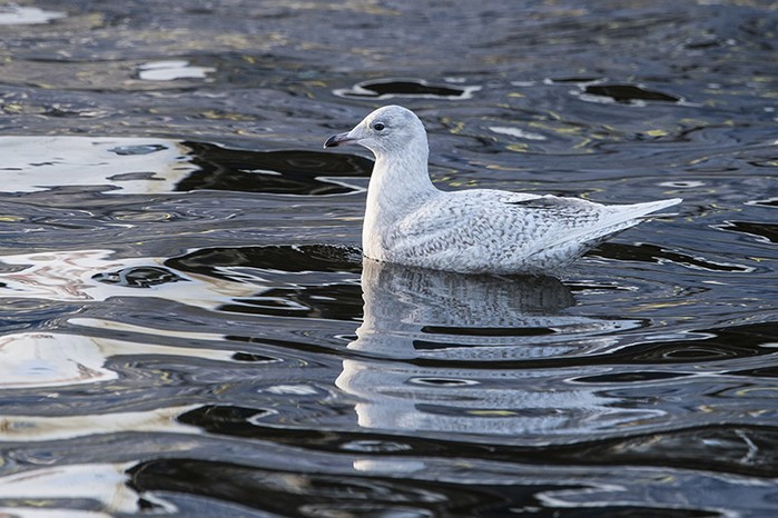 Iceland Gull