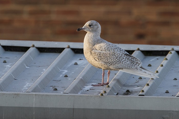 Iceland Gull