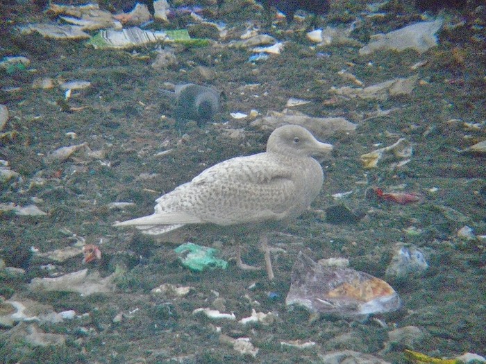 Glaucous Gull