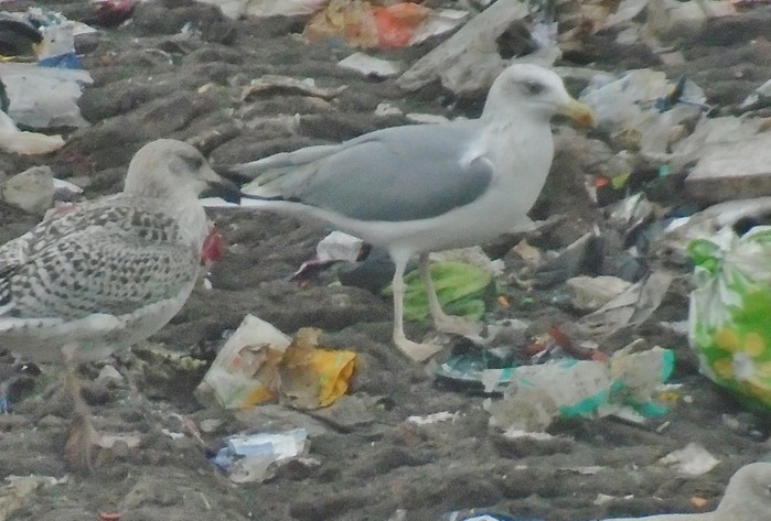 Herring Gull