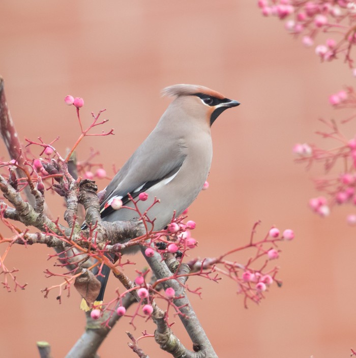 Waxwing