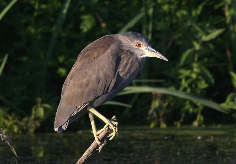 Night Heron