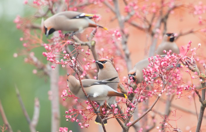 Waxwing