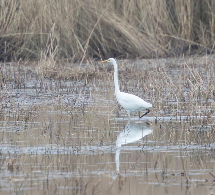 Great White Egret