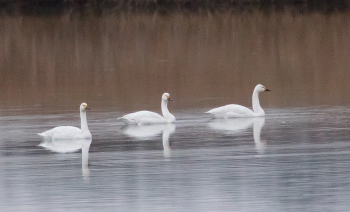 Bewick's Swan