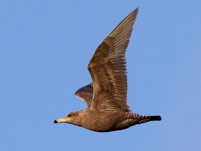 Glaucous Gull