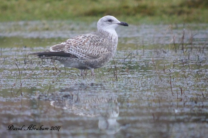 Herring Gull