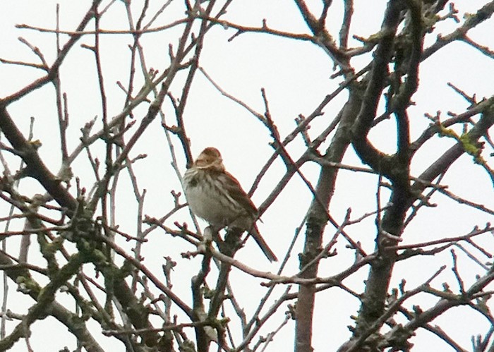 Little Bunting