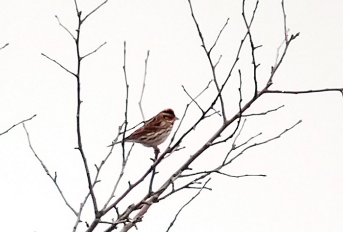 Little Bunting