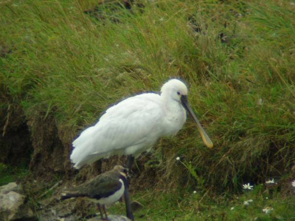 Spoonbill