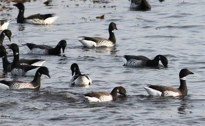 Black Brant