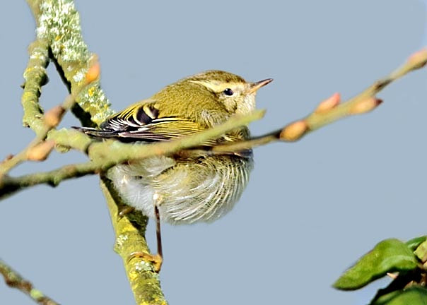 Yellow-browed Warbler