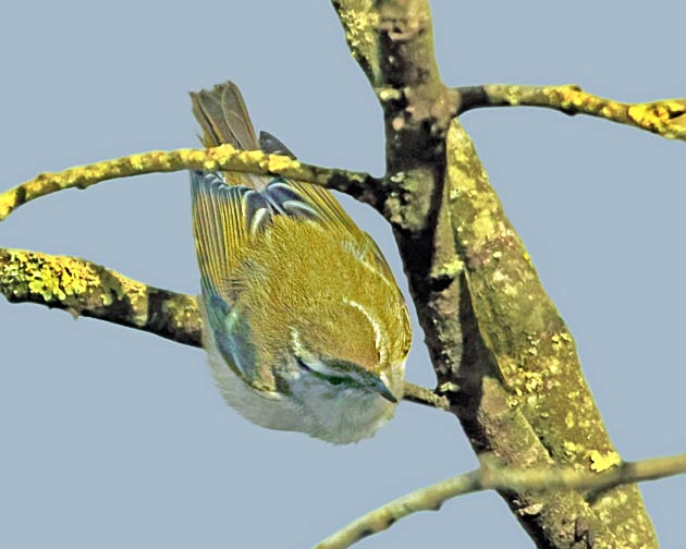Yellow-browed Warbler