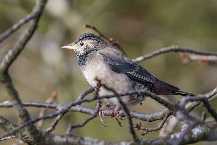 Rose-coloured Starling