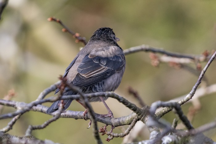 Rose-coloured Starling