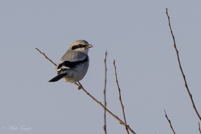 Great Grey Shrike