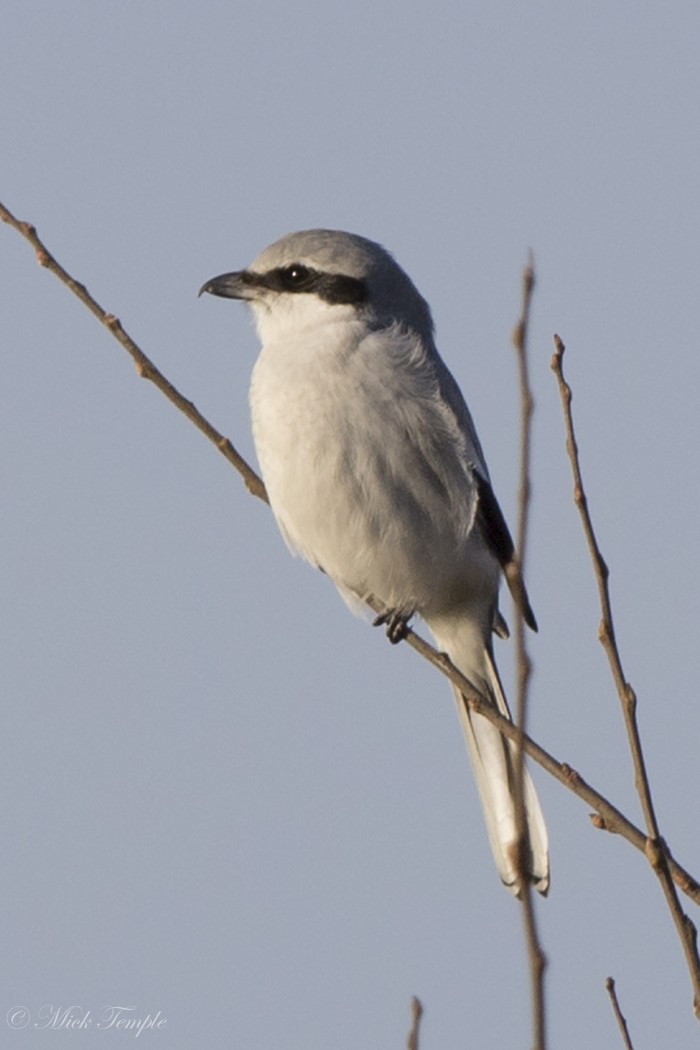 Great Grey Shrike