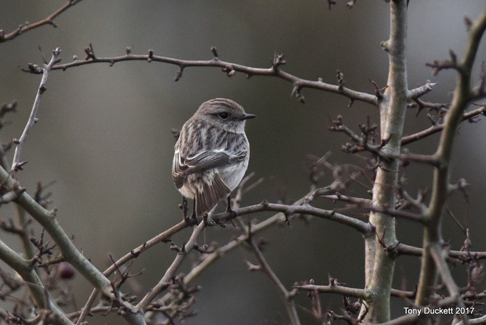 Siberian Stonechat