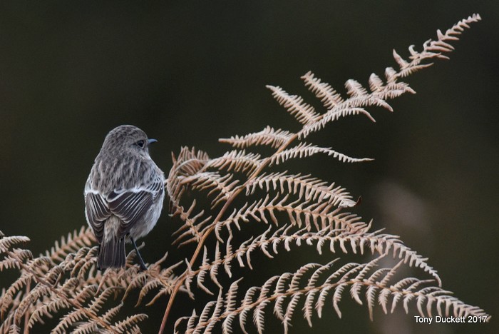 Siberian Stonechat