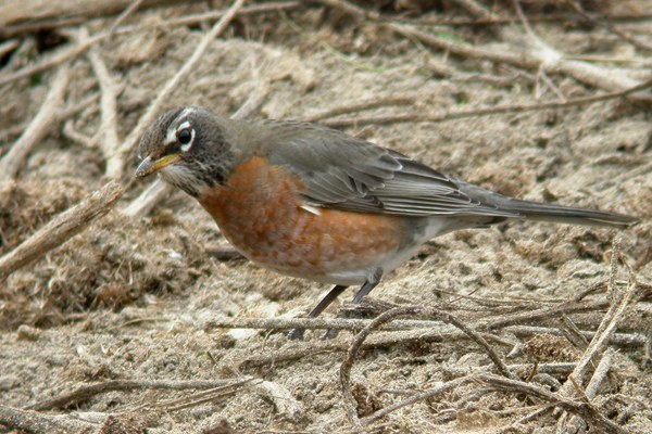 American Robin