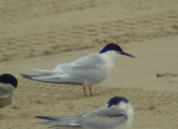 Roseate Tern
