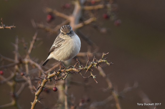 Siberian Stonechat