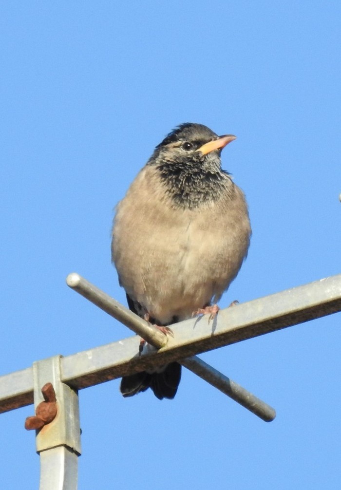 Rose-coloured Starling