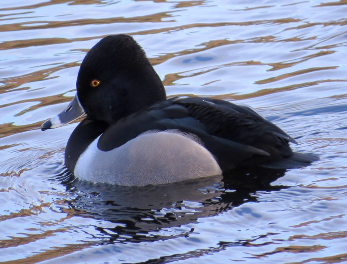 Ring-necked Duck