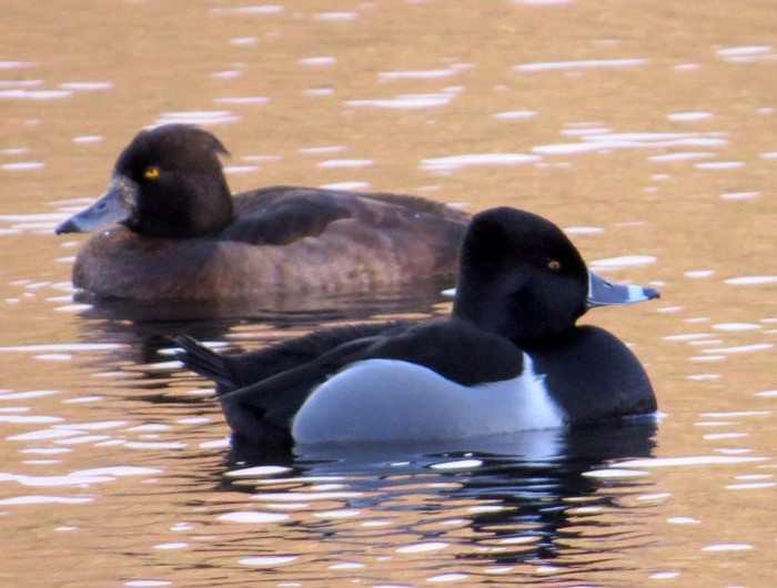 Ring-necked Duck