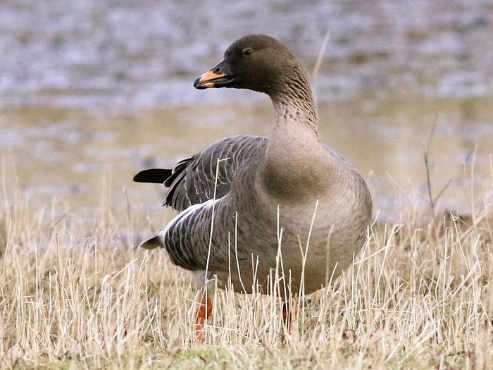 Tundra Bean Goose