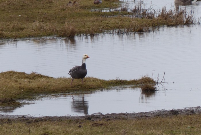 Lesser Snow Goose