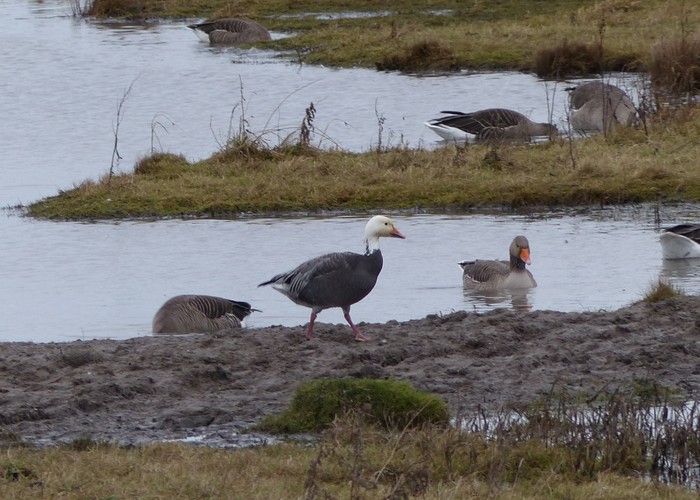 Lesser Snow Goose