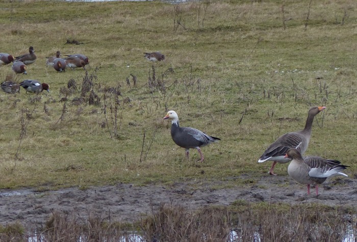 Lesser Snow Goose