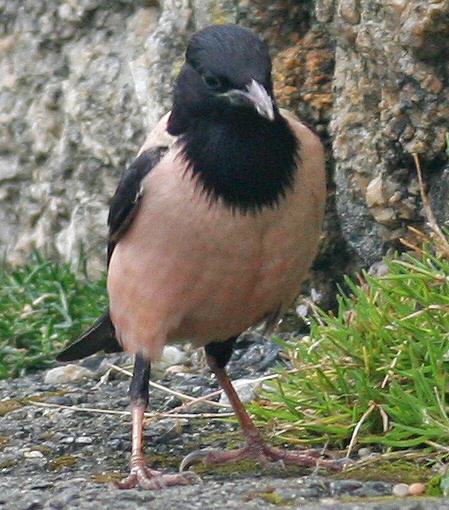 Rose-coloured Starling