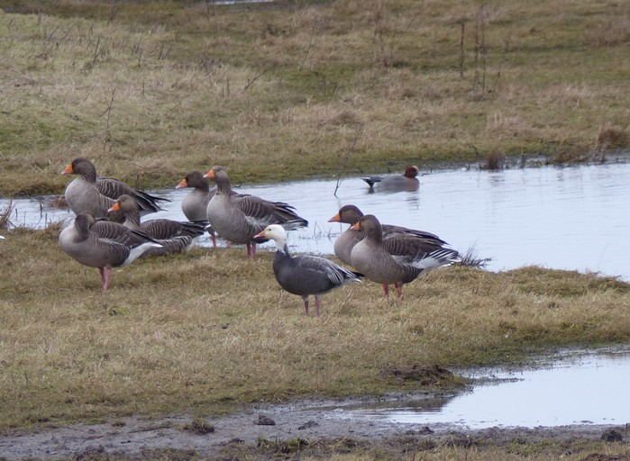 Lesser Snow Goose