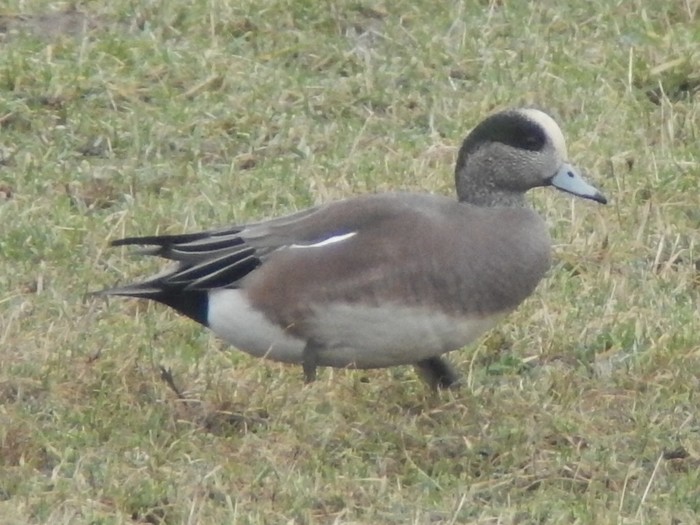 American Wigeon