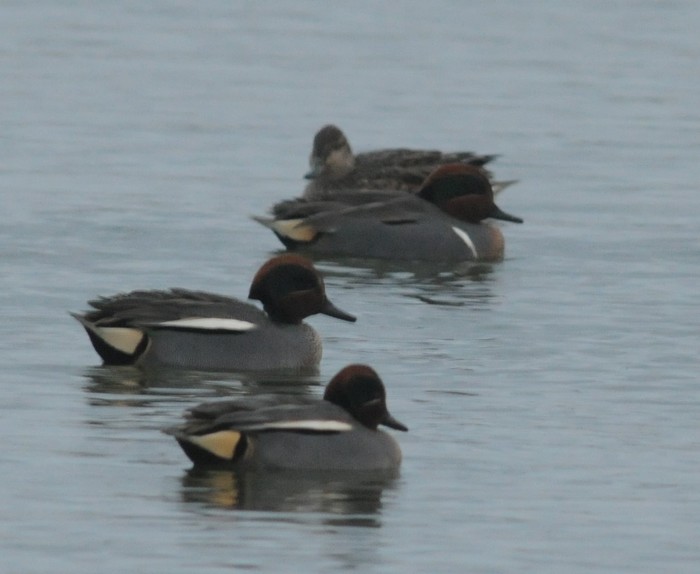 Green-winged Teal