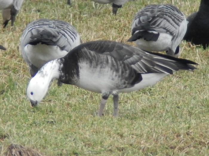Branta/Anser Hybrid 