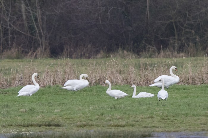 Bewick's Swan