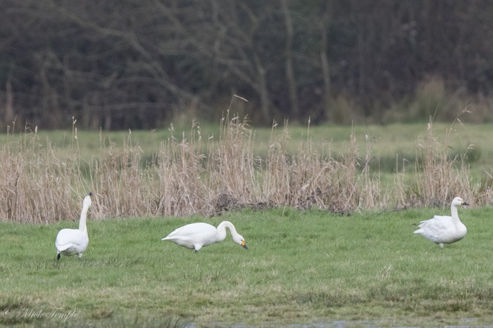 Bewick's Swan