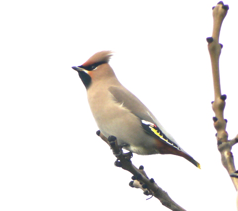 Waxwing