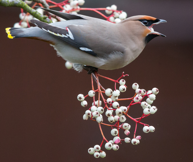 Waxwing