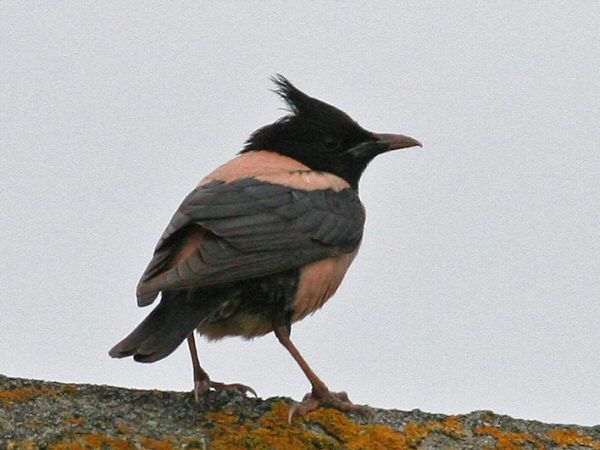 Rose-coloured Starling
