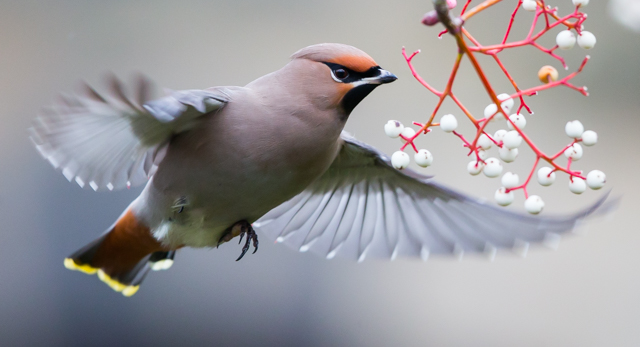 Waxwing