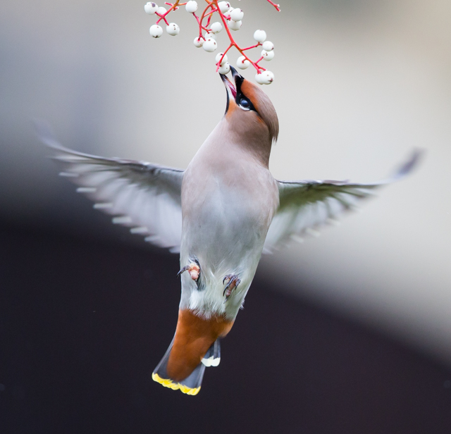 Waxwing