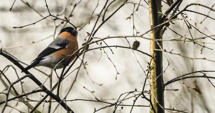 Bullfinch