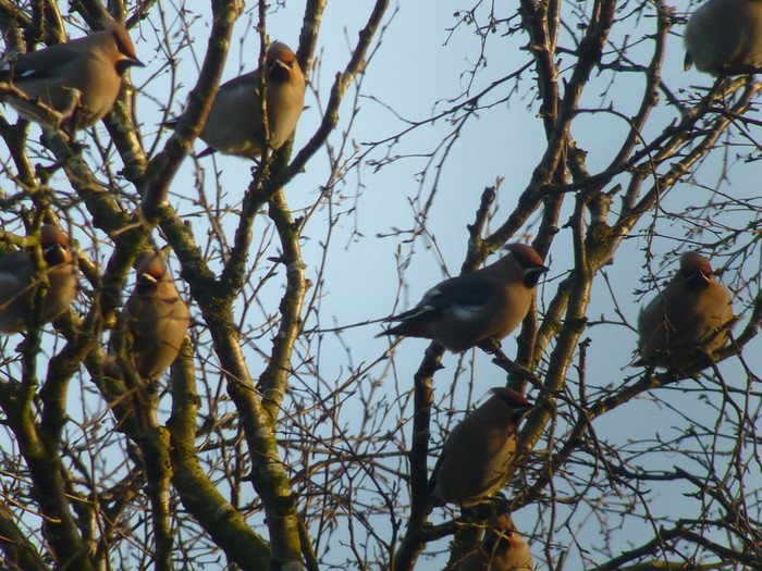 Waxwing