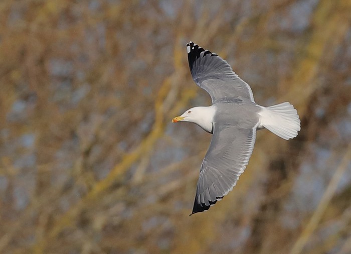 Yellow-legged Gull