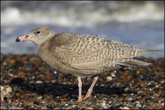 Glaucous Gull